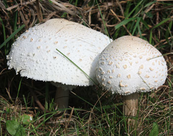 Mushrooms